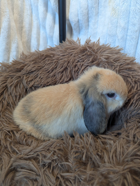 Harlequin Reservation BUCK