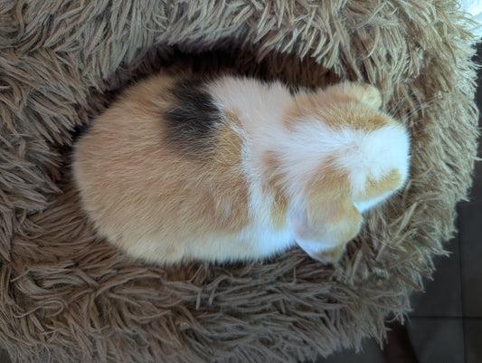 VM Harlequin Reservation DOE